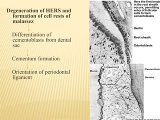 Degeneration of HERS and
formation of cell rests of
malassez
Differentiation of
cementoblasts from dental
sac
Cementum formation
Orientation of periodontal
ligament
 