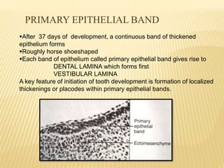 PRIMARY EPITHELIAL BAND
After 37 days of development, a continuous band of thickened
epithelium forms
Roughly horse shoeshaped
Each band of epithelium called primary epithelial band gives rise to
DENTAL LAMINA which forms first
VESTIBULAR LAMINA
A key feature of initiation of tooth development is formation of localized
thickenings or placodes within primary epithelial bands.
 