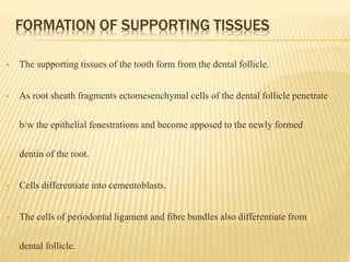 FORMATION OF SUPPORTING TISSUES
 The supporting tissues of the tooth form from the dental follicle.
 As root sheath fragments ectomesenchymal cells of the dental follicle penetrate
b/w the epithelial fenestrations and become apposed to the newly formed
dentin of the root.
 Cells differentiate into cementoblasts.
 The cells of periodontal ligament and fibre bundles also differentiate from
dental follicle.
 