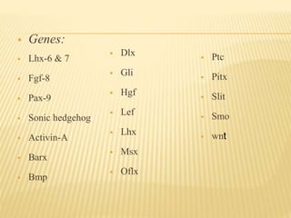  Genes:
 Lhx-6 & 7
 Fgf-8
 Pax-9
 Sonic hedgehog
 Activin-A
 Barx
 Bmp
 Dlx
 Gli
 Hgf
 Lef
 Lhx
 Msx
 Oflx
 Ptc
 Pitx
 Slit
 Smo
 wnt
 