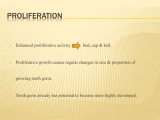 PROLIFERATION
 Enhanced proliferative activity bud, cap & bell.
 Proliferative growth causes regular changes in size & proportion of
growing tooth germ.
 Tooth germ already has potential to become more highly developed.
 