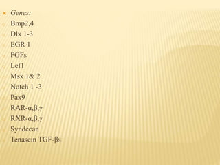  Genes:
o Bmp2,4
o Dlx 1-3
o EGR 1
o FGFs
o Lef1
o Msx 1& 2
o Notch 1 -3
o Pax9
o RAR-α,β,γ
o RXR-α,β,γ
o Syndecan
o Tenascin TGF-βs
 