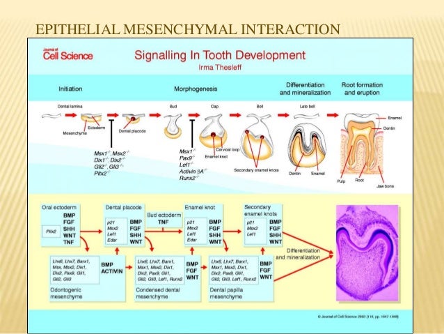 odontogenesis