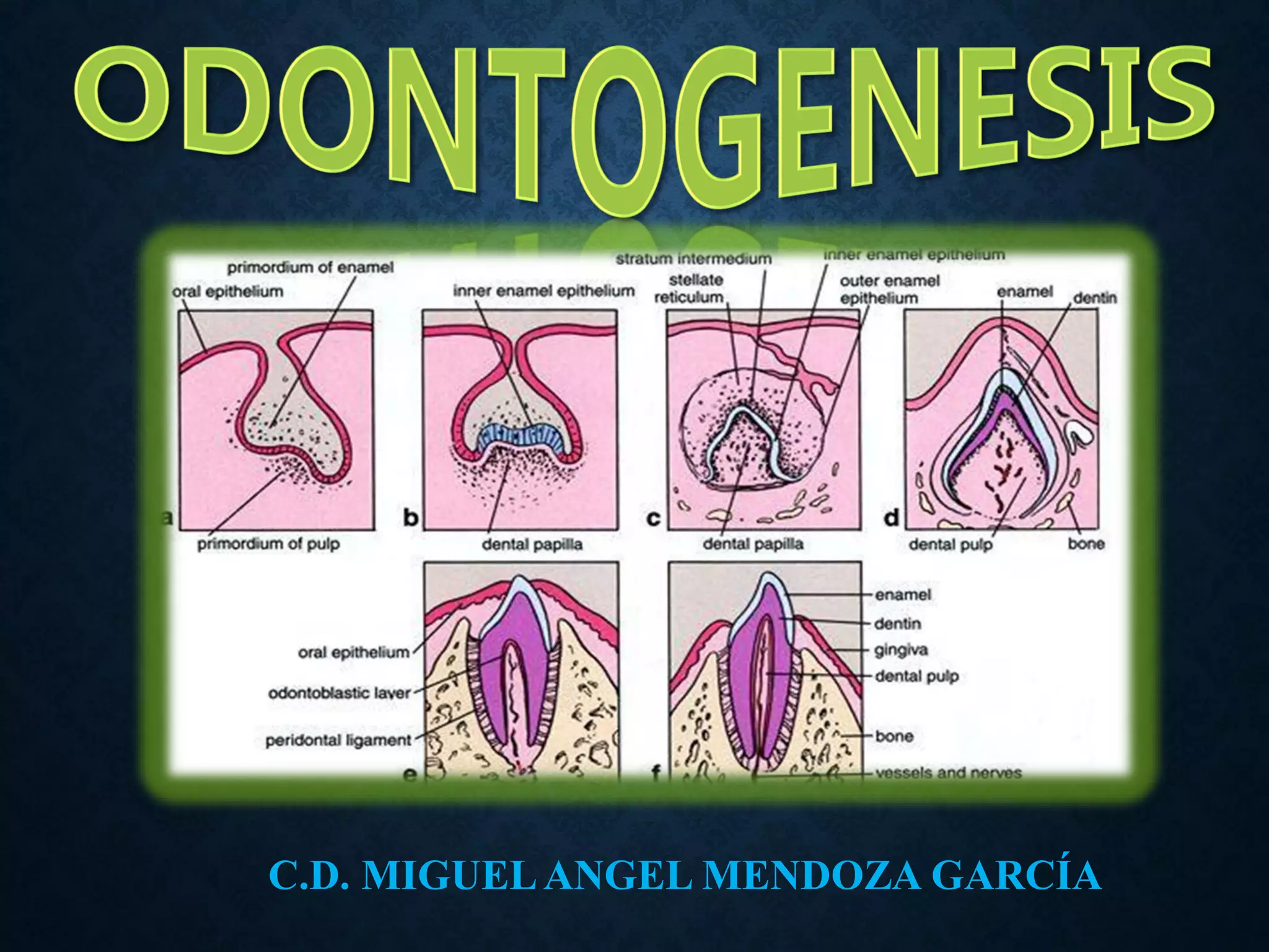 ODONTOGENESIS 1ra Parte 1 pdf odontogenesis-1ra-parte-1-pdf