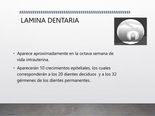 LAMINA DENTARIA
• Aparece aproximadamente en la octava semana de
vida intrauterina.
• Aparecerán 10 crecimientos epiteliales, los cuales
corresponderán a los 20 dientes deciduos y a los 32
gérmenes de los dientes permanentes.
 
