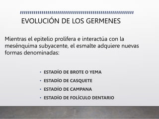 EVOLUCIÓN DE LOS GERMENES
• ESTADÍO DE BROTE O YEMA
• ESTADÍO DE CASQUETE
• ESTADÍO DE CAMPANA
• ESTADÍO DE FOLÍCULO DENTARIO
Mientras el epitelio prolifera e interactúa con la
mesénquima subyacente, el esmalte adquiere nuevas
formas denominadas:
 