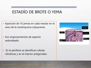 ESTADÍO DE BROTE O YEMA
• Aparición de 10 yemas en cada maxilar en el
seno de la mesénquima subyacente.
• Son engrosamientos de aspecto
redondeado.
• En la periferia se identifican células
cilíndricas y en el interior poligonales.
 