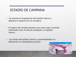 ESTADÍO DE CAMPANA
• Se acentúa la invaginación del epitelio interno y
adquiere el aspecto de una campana.
• El órgano del esmalte presenta una nueva capa: el estrato
intermedio entre el retículo estrellado y el epitelio
interno.
• Las células del epitelio interno o preameloblastos se
diferencian en ameloblastos jóvenes
 