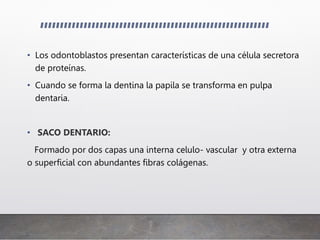 • Los odontoblastos presentan características de una célula secretora
de proteínas.
• Cuando se forma la dentina la papila se transforma en pulpa
dentaria.
• SACO DENTARIO:
Formado por dos capas una interna celulo- vascular y otra externa
o superficial con abundantes fibras colágenas.
 