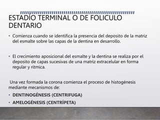 ESTADÍO TERMINAL O DE FOLICULO
DENTARIO
• Comienza cuando se identifica la presencia del deposito de la matriz
del esmalte sobre las capas de la dentina en desarrollo.
• El crecimiento aposicional del esmalte y la dentina se realiza por el
deposito de capas sucesivas de una matriz extracelular en forma
regular y rítmica.
Una vez formada la corona comienza el proceso de histogénesis
mediante mecanismos de:
• DENTINOGÉNESIS (CENTRIFUGA)
• AMELOGÉNESIS (CENTRÍPETA)
 