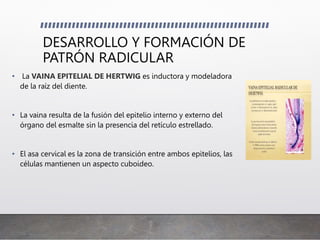 DESARROLLO Y FORMACIÓN DE
PATRÓN RADICULAR
• La VAINA EPITELIAL DE HERTWIG es inductora y modeladora
de la raíz del diente.
• La vaina resulta de la fusión del epitelio interno y externo del
órgano del esmalte sin la presencia del retículo estrellado.
• El asa cervical es la zona de transición entre ambos epitelios, las
células mantienen un aspecto cuboideo.
 