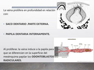 La vaina prolifera en profundidad en relación
con:
• SACO DENTARIO .PARTE EXTERNA.
• PAPILA DENTARIA INTERNAMENTE.
Al proliferar, la vaina induce a la papila para
que se diferencien en la superficie del
mesénquima papilar los ODONTOBLASTOS
RADICULARES.
 