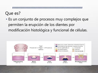 Que es?
• Es un conjunto de procesos muy complejos que
permiten la erupción de los dientes por
modificación histológica y funcional de células.
 