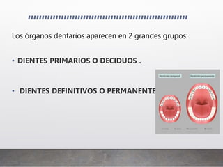 Los órganos dentarios aparecen en 2 grandes grupos:
• DIENTES PRIMARIOS O DECIDUOS .
• DIENTES DEFINITIVOS O PERMANENTES.
 