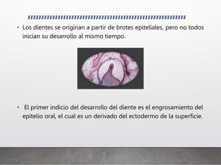 • Los dientes se originan a partir de brotes epiteliales, pero no todos
inician su desarrollo al mismo tiempo.
• El primer indicio del desarrollo del diente es el engrosamiento del
epitelio oral, el cual es un derivado del ectodermo de la superficie.
 