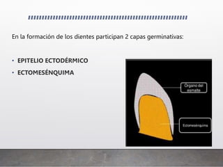 En la formación de los dientes participan 2 capas germinativas:
• EPITELIO ECTODÉRMICO
• ECTOMESÉNQUIMA
 