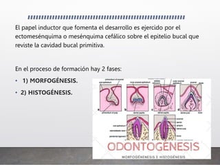 El papel inductor que fomenta el desarrollo es ejercido por el
ectomesénquima o mesénquima cefálico sobre el epitelio bucal que
reviste la cavidad bucal primitiva.
En el proceso de formación hay 2 fases:
• 1) MORFOGÉNESIS.
• 2) HISTOGÉNESIS.
 