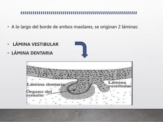 • A lo largo del borde de ambos maxilares, se originan 2 láminas:
• LÁMINA VESTIBULAR
• LÁMINA DENTARIA
 