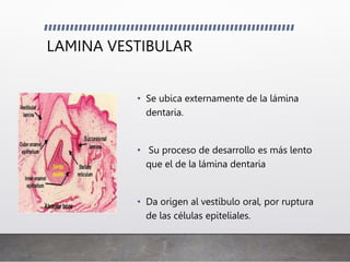 LAMINA VESTIBULAR
• Se ubica externamente de la lámina
dentaria.
• Su proceso de desarrollo es más lento
que el de la lámina dentaria
• Da origen al vestíbulo oral, por ruptura
de las células epiteliales.
 