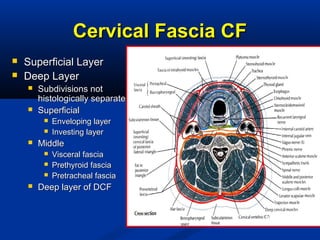 Cervical Fascia CFCervical Fascia CF
 Superficial LayerSuperficial Layer
 Deep LayerDeep Layer
 Subdivisions notSubdivisions not
histologically separatehistologically separate
 SuperficialSuperficial
 Enveloping layerEnveloping layer
 Investing layerInvesting layer
 MiddleMiddle
 Visceral fasciaVisceral fascia
 Prethyroid fasciaPrethyroid fascia
 Pretracheal fasciaPretracheal fascia
 Deep layer of DCFDeep layer of DCF
 