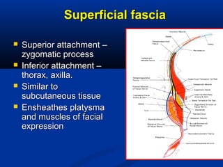 Superficial fasciaSuperficial fascia
 Superior attachment –Superior attachment –
zygomatic processzygomatic process
 Inferior attachment –Inferior attachment –
thorax, axilla.thorax, axilla.
 Similar toSimilar to
subcutaneous tissuesubcutaneous tissue
 Ensheathes platysmaEnsheathes platysma
and muscles of facialand muscles of facial
expressionexpression
 