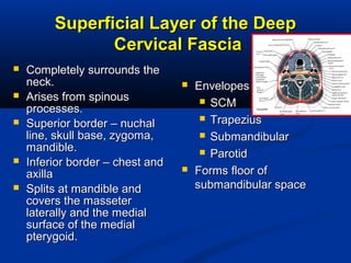 Superficial Layer of the DeepSuperficial Layer of the Deep
Cervical FasciaCervical Fascia
 Completely surrounds theCompletely surrounds the
neck.neck.
 Arises from spinousArises from spinous
processes.processes.
 Superior border – nuchalSuperior border – nuchal
line, skull base, zygoma,line, skull base, zygoma,
mandible.mandible.
 Inferior border – chest andInferior border – chest and
axillaaxilla
 Splits at mandible andSplits at mandible and
covers the massetercovers the masseter
laterally and the mediallaterally and the medial
surface of the medialsurface of the medial
pterygoid.pterygoid.
 EnvelopesEnvelopes
 SCMSCM
 TrapeziusTrapezius
 SubmandibularSubmandibular
 ParotidParotid
 Forms floor ofForms floor of
submandibular spacesubmandibular space
 