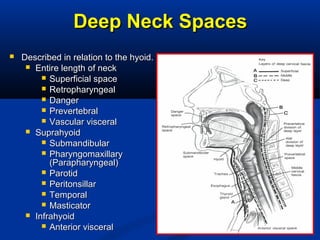 Deep Neck SpacesDeep Neck Spaces
 Described in relation to the hyoid.Described in relation to the hyoid.
 Entire length of neckEntire length of neck
 Superficial spaceSuperficial space
 RetropharyngealRetropharyngeal
 DangerDanger
 PrevertebralPrevertebral
 Vascular visceralVascular visceral
 SuprahyoidSuprahyoid
 SubmandibularSubmandibular
 PharyngomaxillaryPharyngomaxillary
(Parapharyngeal)(Parapharyngeal)
 ParotidParotid
 PeritonsillarPeritonsillar
 TemporalTemporal
 MasticatorMasticator
 InfrahyoidInfrahyoid
 Anterior visceralAnterior visceral
 
