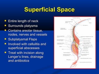 Superficial SpaceSuperficial Space
 Entire length of neckEntire length of neck
 Surrounds platysmaSurrounds platysma
 Contains areolar tissue,Contains areolar tissue,
nodes, nerves and vesselsnodes, nerves and vessels
 Subplatysmal FlapsSubplatysmal Flaps
 Involved with cellulitis andInvolved with cellulitis and
superficial abscessessuperficial abscesses
 Treat with incision alongTreat with incision along
Langer’s lines, drainageLanger’s lines, drainage
and antibioticsand antibiotics
 