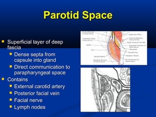 Parotid SpaceParotid Space
 Superficial layer of deepSuperficial layer of deep
fasciafascia
 Dense septa fromDense septa from
capsule into glandcapsule into gland
 Direct communication toDirect communication to
parapharyngeal spaceparapharyngeal space
 ContainsContains
 External carotid arteryExternal carotid artery
 Posterior facial veinPosterior facial vein
 Facial nerveFacial nerve
 Lymph nodesLymph nodes
 