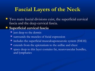 Fascial Layers of the Neck
 Two main fascial divisions exist, the superficial cervical
fascia and the deep cervical fascia.
 Superficial cervical fascia
 just deep to the dermis
 surrounds the muscles of fscial expression
 includes the superficial musculoaponeurotic system (SMAS)
 extends from the epicranium to the axillae and chest
 space deep to this layer contains fat, neurovascular bundles,
and lymphatics
 