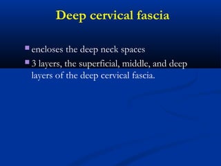 Deep cervical fascia
 encloses the deep neck spaces
 3 layers, the superficial, middle, and deep
layers of the deep cervical fascia.
 