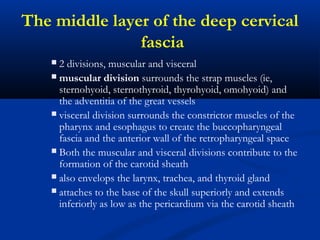 The middle layer of the deep cervical
fascia
 2 divisions, muscular and visceral
 muscular division surrounds the strap muscles (ie,
sternohyoid, sternothyroid, thyrohyoid, omohyoid) and
the adventitia of the great vessels
 visceral division surrounds the constrictor muscles of the
pharynx and esophagus to create the buccopharyngeal
fascia and the anterior wall of the retropharyngeal space
 Both the muscular and visceral divisions contribute to the
formation of the carotid sheath
 also envelops the larynx, trachea, and thyroid gland
 attaches to the base of the skull superiorly and extends
inferiorly as low as the pericardium via the carotid sheath
 