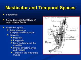 Masticator and Temporal SpacesMasticator and Temporal Spaces
 SuprahyoidSuprahyoid
 Formed by superficial layer ofFormed by superficial layer of
deep cervical fasciadeep cervical fascia
 Masticator spaceMasticator space
 Antero-lateral toAntero-lateral to
pharyngomaxillary space.pharyngomaxillary space.
 ContainsContains
 MasseterMasseter
 PterygoidsPterygoids
 Body and ramus of theBody and ramus of the
mandiblemandible
 Inferior alveolar nervesInferior alveolar nerves
and vesselsand vessels
 Tendon of the temporalisTendon of the temporalis
musclemuscle
 