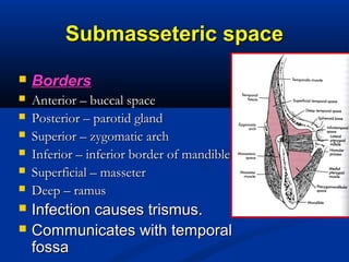 Submasseteric spaceSubmasseteric space
 BordersBorders
 Anterior – buccal spaceAnterior – buccal space
 Posterior – parotid glandPosterior – parotid gland
 Superior – zygomatic archSuperior – zygomatic arch
 Inferior – inferior border of mandibleInferior – inferior border of mandible
 Superficial – masseterSuperficial – masseter
 Deep – ramusDeep – ramus
 Infection causes trismus.Infection causes trismus.
 Communicates with temporalCommunicates with temporal
fossafossa
 