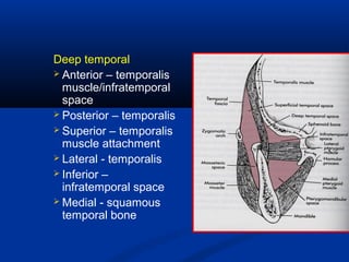 Deep temporal
 Anterior – temporalis
muscle/infratemporal
space
 Posterior – temporalis
 Superior – temporalis
muscle attachment
 Lateral - temporalis
 Inferior –
infratemporal space
 Medial - squamous
temporal bone
 