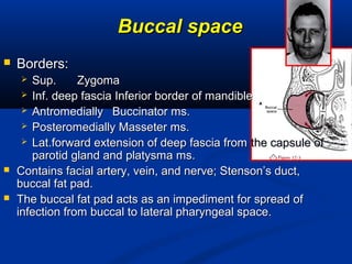 Buccal spaceBuccal space
 Borders:Borders:
 Sup.Sup. ZygomaZygoma
 Inf. deep fascia Inferior border of mandibleInf. deep fascia Inferior border of mandible
 AntromediallyAntromedially Buccinator ms.Buccinator ms.
 Posteromedially Masseter ms.Posteromedially Masseter ms.
 Lat.forward extension of deep fascia fromLat.forward extension of deep fascia from the capsule ofthe capsule of
parotid gland and platysma ms.parotid gland and platysma ms.
 Contains facial artery, vein, and nerve; Stenson’s duct,Contains facial artery, vein, and nerve; Stenson’s duct,
buccal fat pad.buccal fat pad.
 The buccal fat pad acts as an impediment for spread ofThe buccal fat pad acts as an impediment for spread of
infection from buccal to lateral pharyngeal space.infection from buccal to lateral pharyngeal space.
 