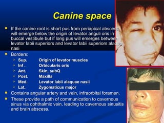 Canine spaceCanine space
 If the canine root is short pus from periapical abscessIf the canine root is short pus from periapical abscess
will emerge below the origin of levator anguli oris inwill emerge below the origin of levator anguli oris in
buccal vestibule but if long pus will emerges betweenbuccal vestibule but if long pus will emerges between
levator labii superiors and levator labii superiors alaquelevator labii superiors and levator labii superiors alaque
nasinasi
 Borders:Borders:
 Sup.Sup. Origin of levator musclesOrigin of levator muscles
 Inf .Inf . Orbicularis orisOrbicularis oris
 Ant.Ant. Skin, subQSkin, subQ
 Post.Post. MaxillaMaxilla
 Med.Med. Levator labii alaquae nasiiLevator labii alaquae nasii
 Lat.Lat. Zygomaticus majorZygomaticus major
 Contains angular artery and vein, infraorbital foramen.Contains angular artery and vein, infraorbital foramen.
 These provide a path of communication to cavernousThese provide a path of communication to cavernous
sinus via ophthalmic vein, leading to cavernous sinusitissinus via ophthalmic vein, leading to cavernous sinusitis
and brain abscess.and brain abscess.
 