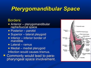 Pterygomandibular SpacePterygomandibular Space
Borders:Borders:
Anterior – pterygomandibularAnterior – pterygomandibular
raphe/buccal spaceraphe/buccal space
Posterior – parotidPosterior – parotid
Superior – lateral pteygoidSuperior – lateral pteygoid
Inferior – inferior border ofInferior – inferior border of
mandiblemandible
Lateral – ramusLateral – ramus
Medial – medial pterygoidMedial – medial pterygoid
Infection would causes trismus.Infection would causes trismus.
 Commonly would lead to para-Commonly would lead to para-
pharyngeal space involvement.pharyngeal space involvement.
 