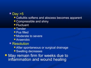  Day >5
 Cellulitis softens and abscess becomes apparent
 Compressible and shiny
 Fluctuant
 Tender
 Pus filled
 Moderate to severe
 Anaerobic
 Resolution
 After spontaneous or surgical drainage
 Swelling decreases
 May remain firm for weeks due to
inflammation and wound healing
 