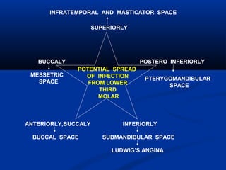 POTENTIAL SPREAD
OF INFECTION
FROM LOWER
THIRD
MOLAR
SUPERIORLY
INFRATEMPORAL AND MASTICATOR SPACE
POSTERO INFERIORLY
PTERYGOMANDIBULAR
SPACE
INFERIORLY
SUBMANDIBULAR SPACE
LUDWIG’S ANGINA
ANTERIORLY,BUCCALY
BUCCAL SPACE
BUCCALY
MESSETRIC
SPACE
 