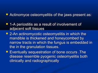  Actinomyce osteomyelitis of the jaws present as:Actinomyce osteomyelitis of the jaws present as:
 1-A periostitis as a result of involvement of1-A periostitis as a result of involvement of
adjacent soft tissuesadjacent soft tissues
 2-An actinomycotic osteomyelitis in which the2-An actinomycotic osteomyelitis in which the
mandible is thickened and honeycombed bymandible is thickened and honeycombed by
narrow tracts in which the fungus is embedded innarrow tracts in which the fungus is embedded in
the in the granulation tissues.the in the granulation tissues.
 Eventually sequestration of bone occurs .TheEventually sequestration of bone occurs .The
disease resemble pyogenic osteomyelitis bothdisease resemble pyogenic osteomyelitis both
clinically and radiographicallyclinically and radiographically
 