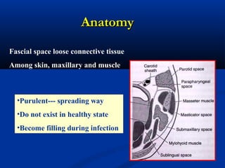 AnatomyAnatomy
Fascial space loose connective tissue
Among skin, maxillary and muscle
•Purulent--- spreading way
•Do not exist in healthy state
•Become filling during infection
 