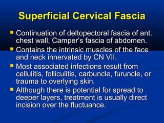 Superficial Cervical FasciaSuperficial Cervical Fascia
 Continuation of deltopectoral fascia of ant.Continuation of deltopectoral fascia of ant.
chest wall, Camper’s fascia of abdomen.chest wall, Camper’s fascia of abdomen.
 Contains the intrinsic muscles of the faceContains the intrinsic muscles of the face
and neck innervated by CN VII.and neck innervated by CN VII.
 Most associated infections result fromMost associated infections result from
cellulitis, folliculitis, carbuncle, furuncle, orcellulitis, folliculitis, carbuncle, furuncle, or
trauma to overlying skin.trauma to overlying skin.
 Although there is potential for spread toAlthough there is potential for spread to
deeper layers, treatment is usually directdeeper layers, treatment is usually direct
incision over the fluctuance.incision over the fluctuance.
 
