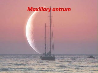 Maxillary antrum
 