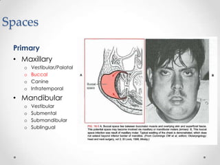 Spaces
Primary
• Maxillary
o Vestibular/Palatal
o Buccal
o Canine
o Infratemporal
• Mandibular
o Vestibular
o Submental
o Submandibular
o Sublingual
 