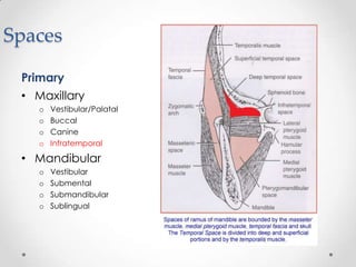 Spaces
Primary
• Maxillary
o Vestibular/Palatal
o Buccal
o Canine
o Infratemporal
• Mandibular
o Vestibular
o Submental
o Submandibular
o Sublingual
 