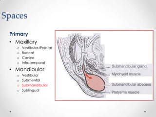 Spaces
Primary
• Maxillary
o Vestibular/Palatal
o Buccal
o Canine
o Infratemporal
• Mandibular
o Vestibular
o Submental
o Submandibular
o Sublingual
 