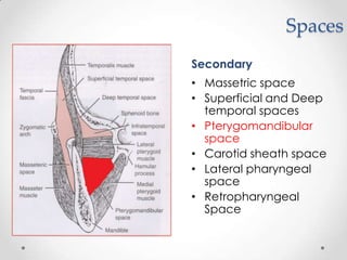 Spaces
Secondary
• Massetric space
• Superficial and Deep
temporal spaces
• Pterygomandibular
space
• Carotid sheath space
• Lateral pharyngeal
space
• Retropharyngeal
Space
 