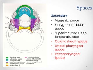 Spaces
Secondary
• Massetric space
• Pterygomandibular
space
• Superficial and Deep
temporal space
• Carotid sheath space
• Lateral pharyngeal
space
• Retropharyngeal
Space
 