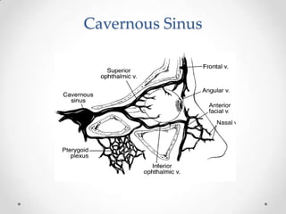 Cavernous Sinus
 